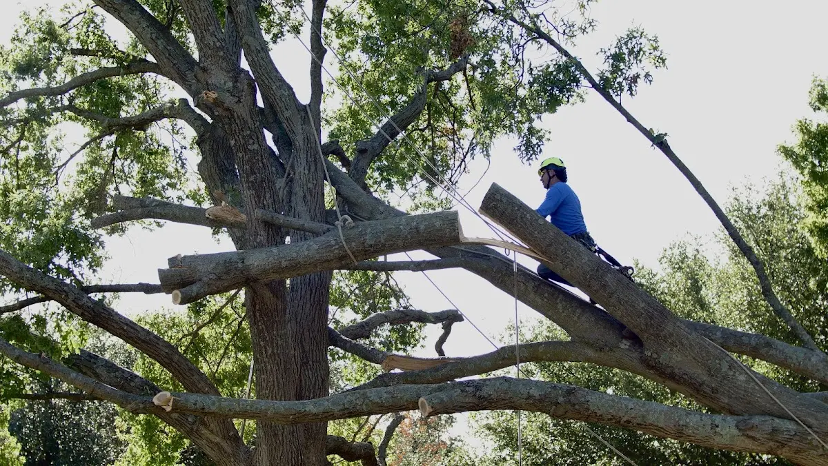Professional Crown Thinning performed by certified arborists in Marble