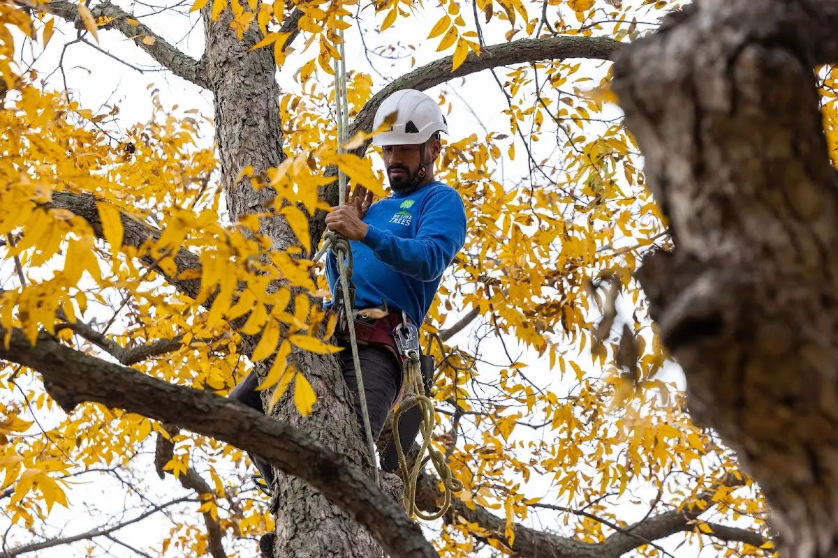 Skilled Tree Planing crew working in Marble